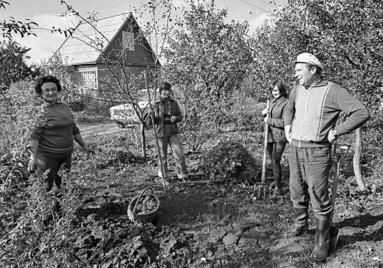 Почему в СССР коллективные сады имели 4 сотки, потом 6, 8 и 12: так люди научились ломать систему