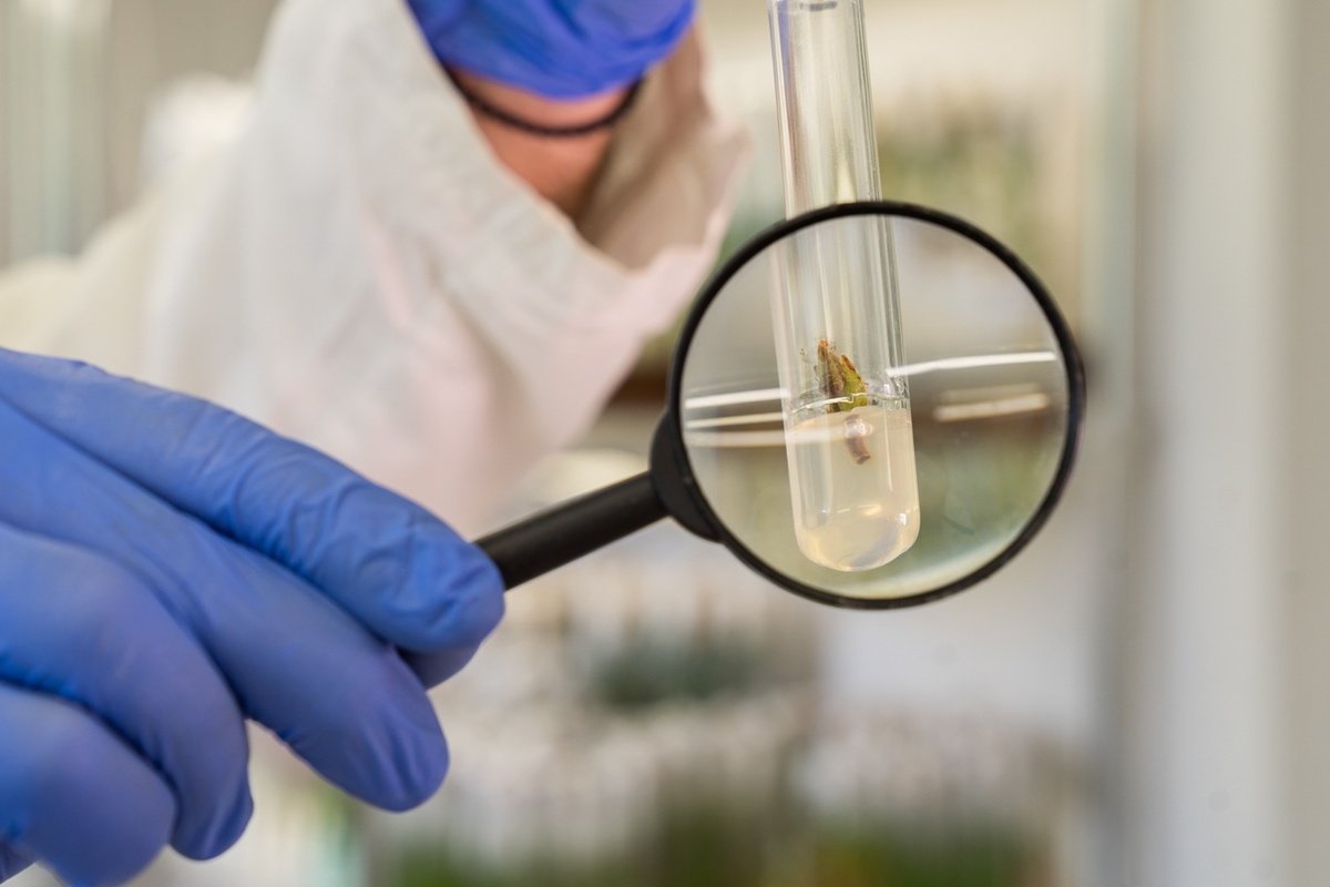    Фото: пресс-служба Субтропического научного центра РАН