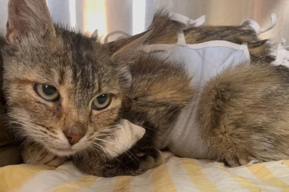    Кошке, на которой кто-то проверял свою меткость, пришлось многое пережить. Но ветеринары, волонтеры и неравнодушные люди смогли вернуть пронзенное стрелой животное к жизни.