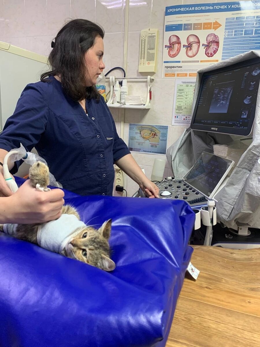    Добровольцы, ветеринары и неравнодушные люди из разных уголков России смогли спасти жизнь кошке, которая для кого-то стала живой мишенью. Фото: Группа волонтерской помощи бездомным животным 62