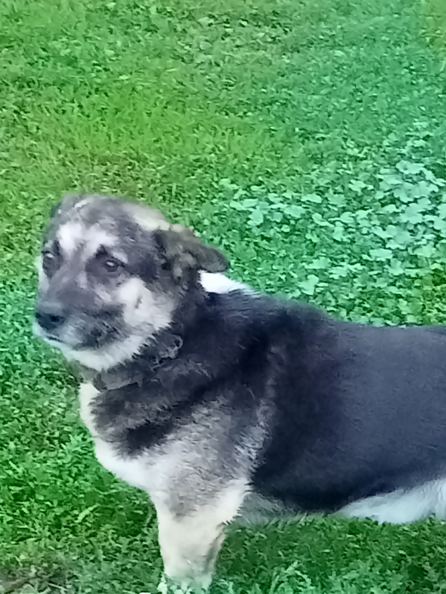 Хранит усадьбу верный Бим.Фото автора.