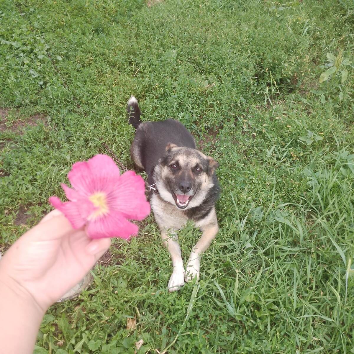 Бим. Фото юной хозяйки усадьбы