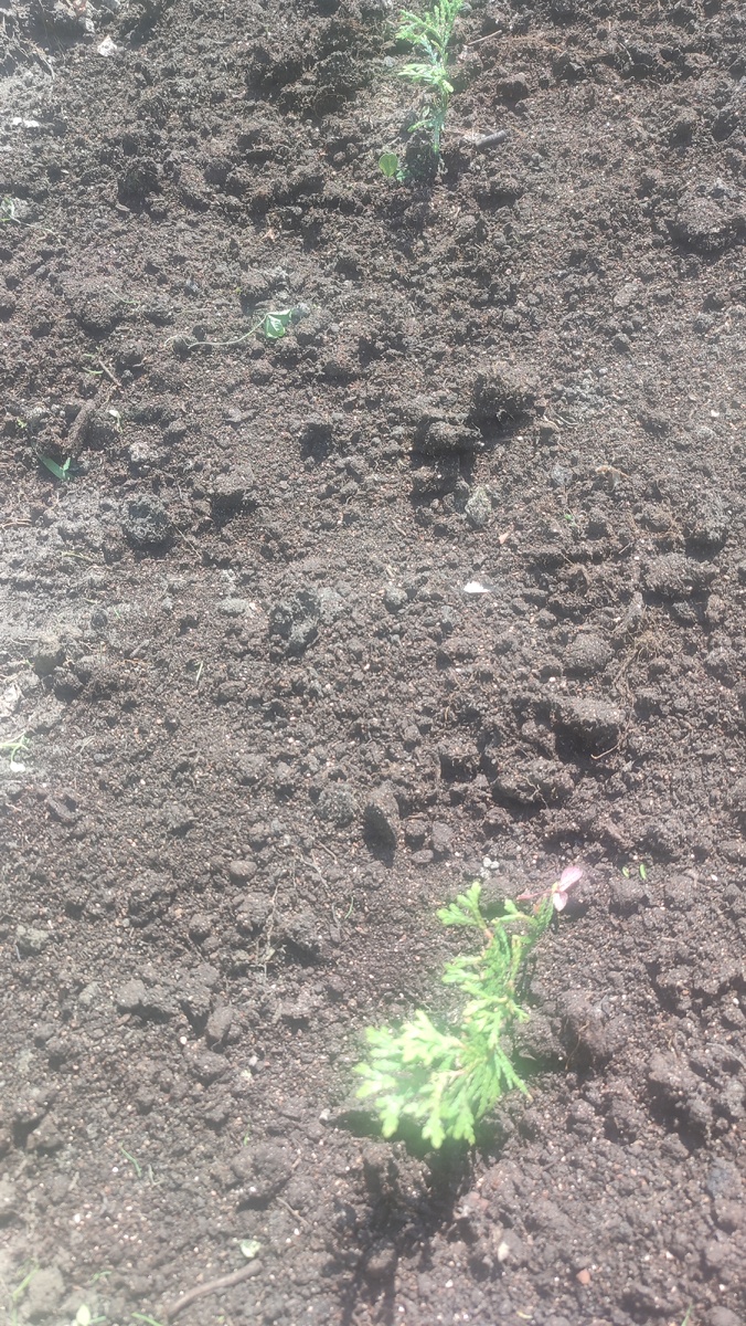 Туи. Фото автора. 