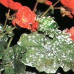 мучнистая роса