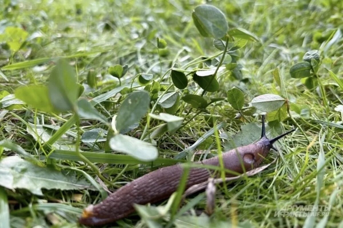    Полумордвинов: испанские слизни приехали к нам с искусственным газоном