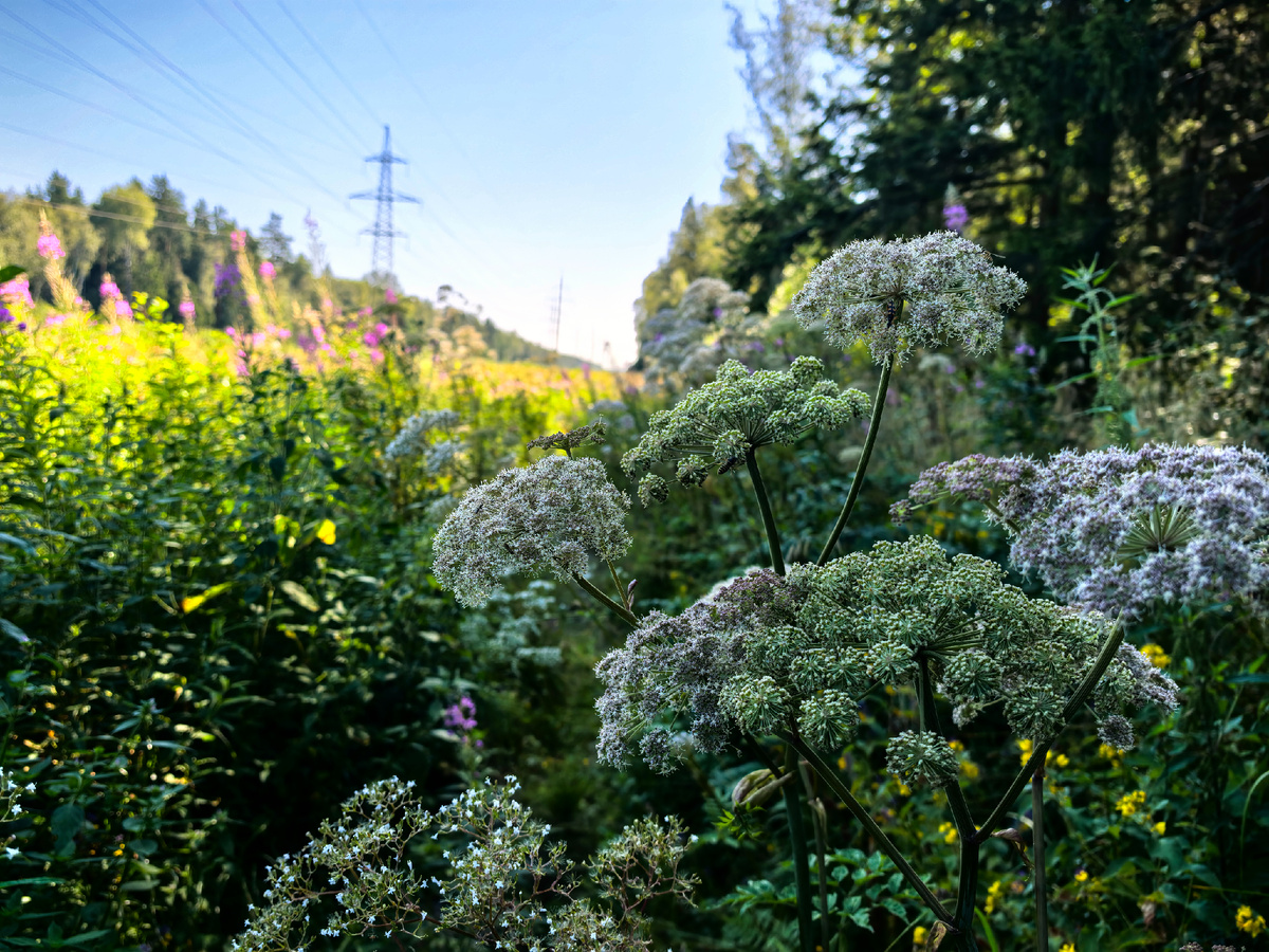 Прогулка в лес, это могла быть прогулка с тобой.