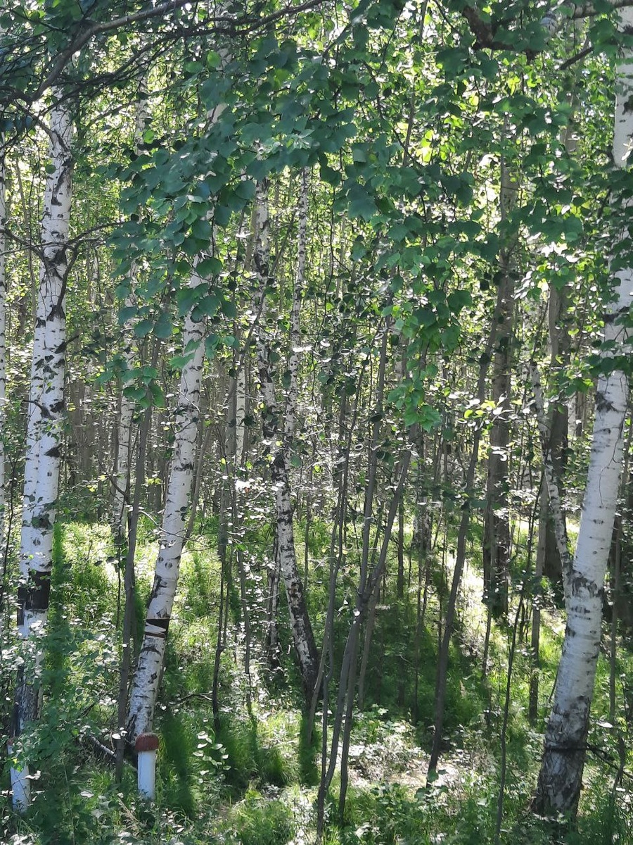 Фото автора.