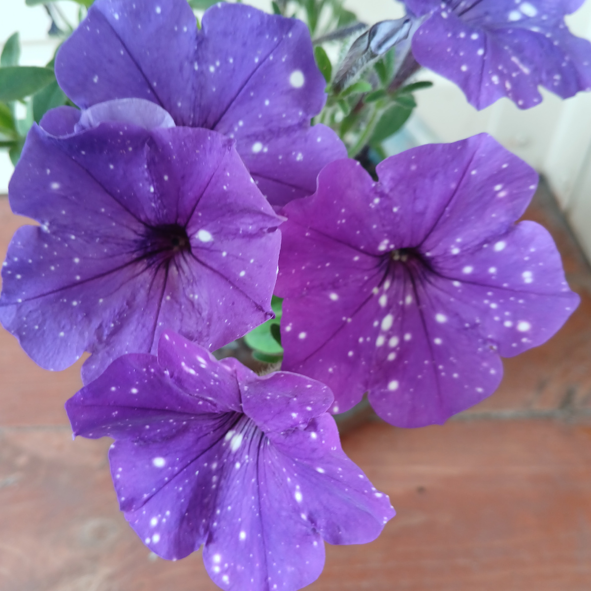 Петунии любимые. Фото автора