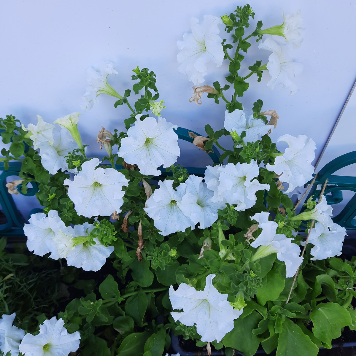 Не успела обрезать отцветшие цветы, ну да, так бывает тоже)