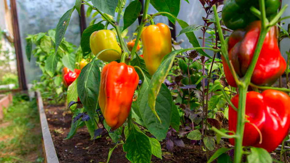 Естественный рост перцев