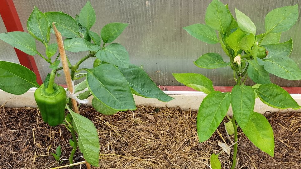 Эксперимент на одной грядке через месяц - результат говорит сам за себя