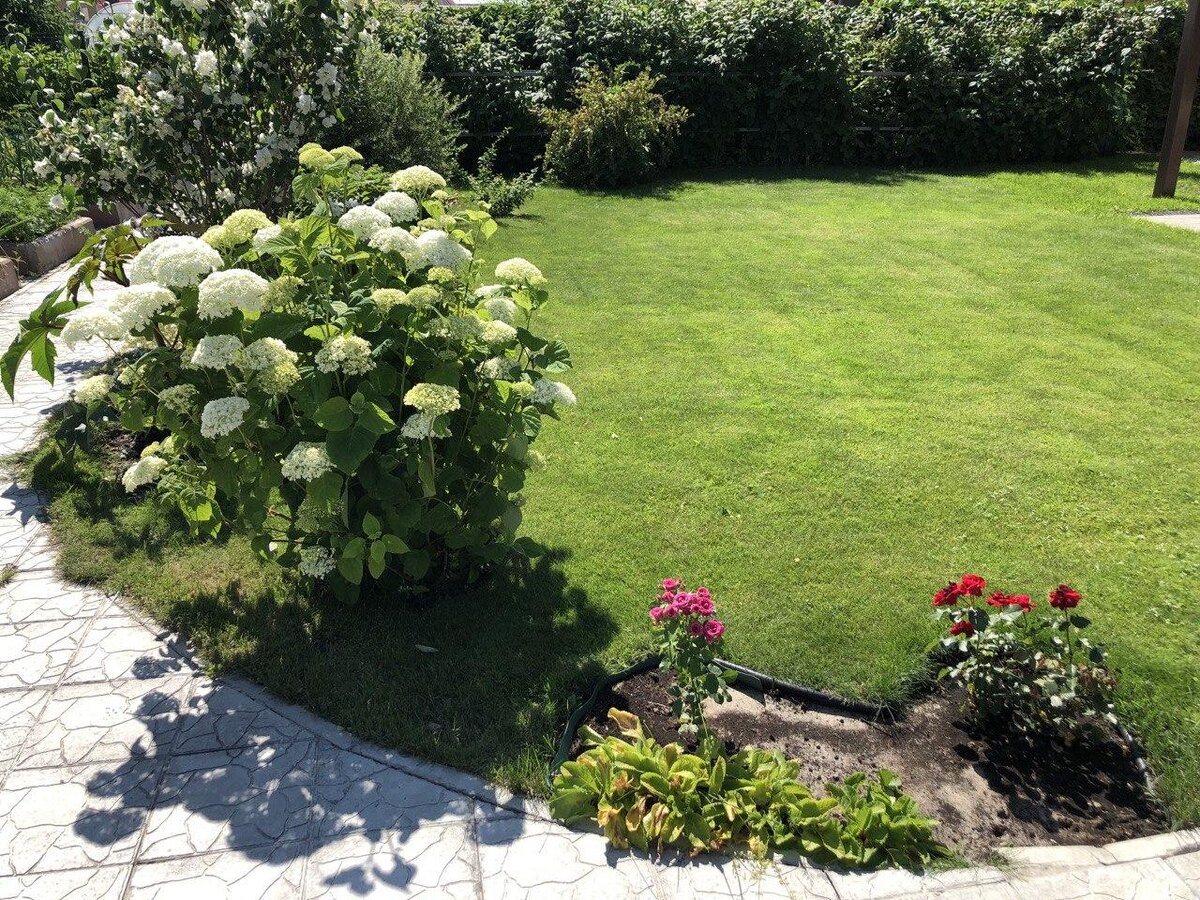 Участок с розами теперь тоже газон. Фото автора канала Дом с кипарисами