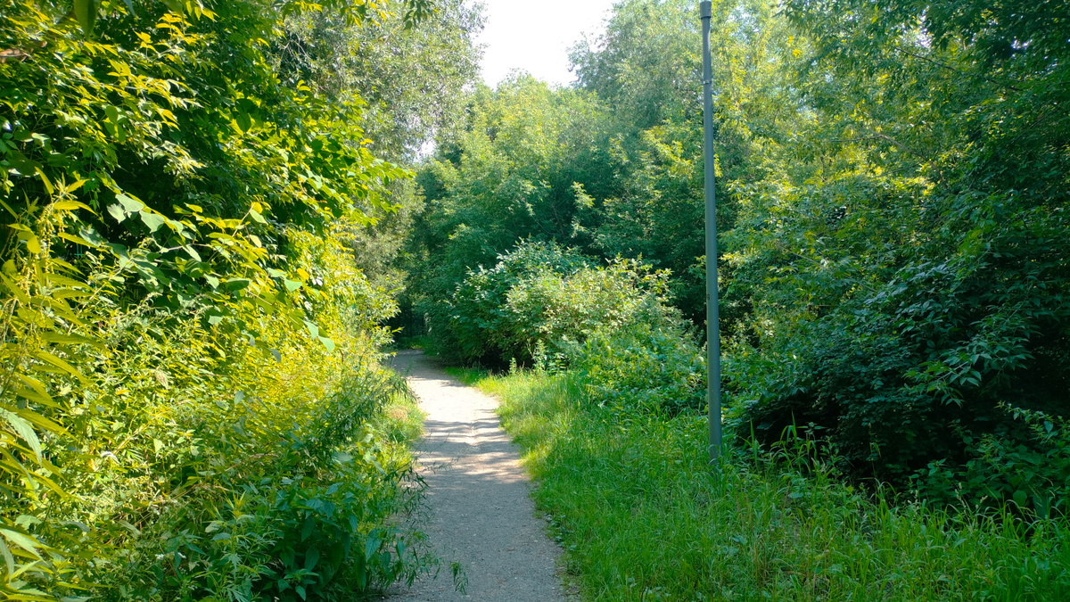 Живописная тропа. Проход в заказник «Долина реки Сетунь»