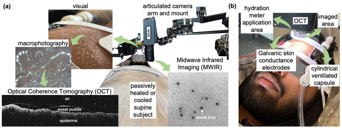    Изображение, показывающее (а) обзор экспериментальной установки, включая методы визуализации (объективы для MWIR и OCT/макрофотографии циклически размещаются над областью изображения) и (б) лоб испытуемого с помощью инструмента во время первой стадии потоотделения. Фото: Journal of The Royal Society Interface (2025). DOI: 10.1098/rsif.2025.0407