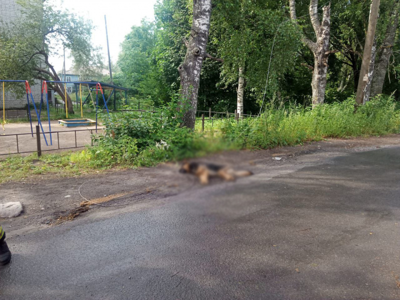    Оборвавшийся электропровод убил собаку в поселке КарелииТелеграм-канал Госкомитета Республики Карелия по обеспечению жизнедеятельности и безопасности населения