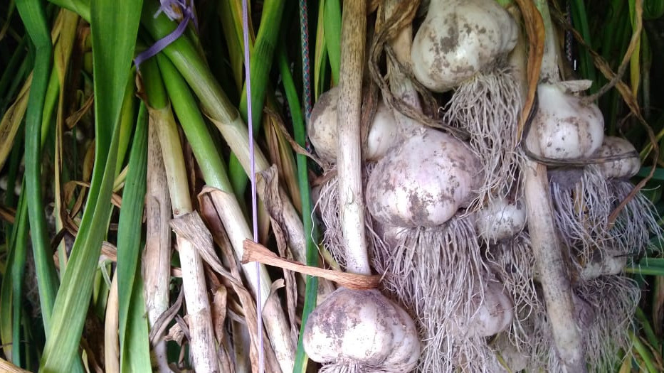 Сушка чеснока