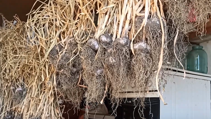 Правильная сушка - чеснок висит в тени, постепенно дозревая