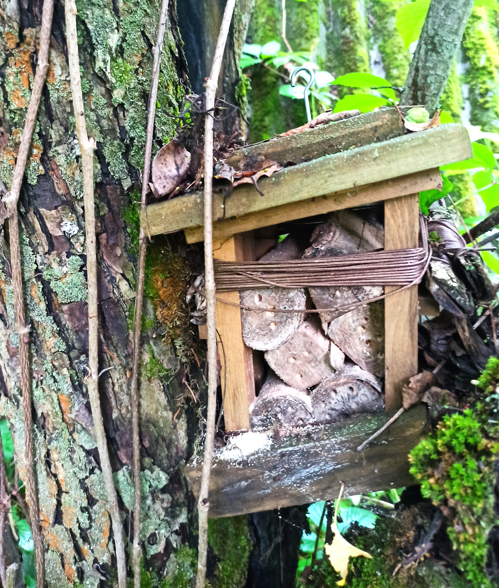 Старая кормушка в моем саду, из которой сделан первый домик: несколько сухих яблоневых веток напилила на короткие отрезки, просверлила в торцах дырочки.