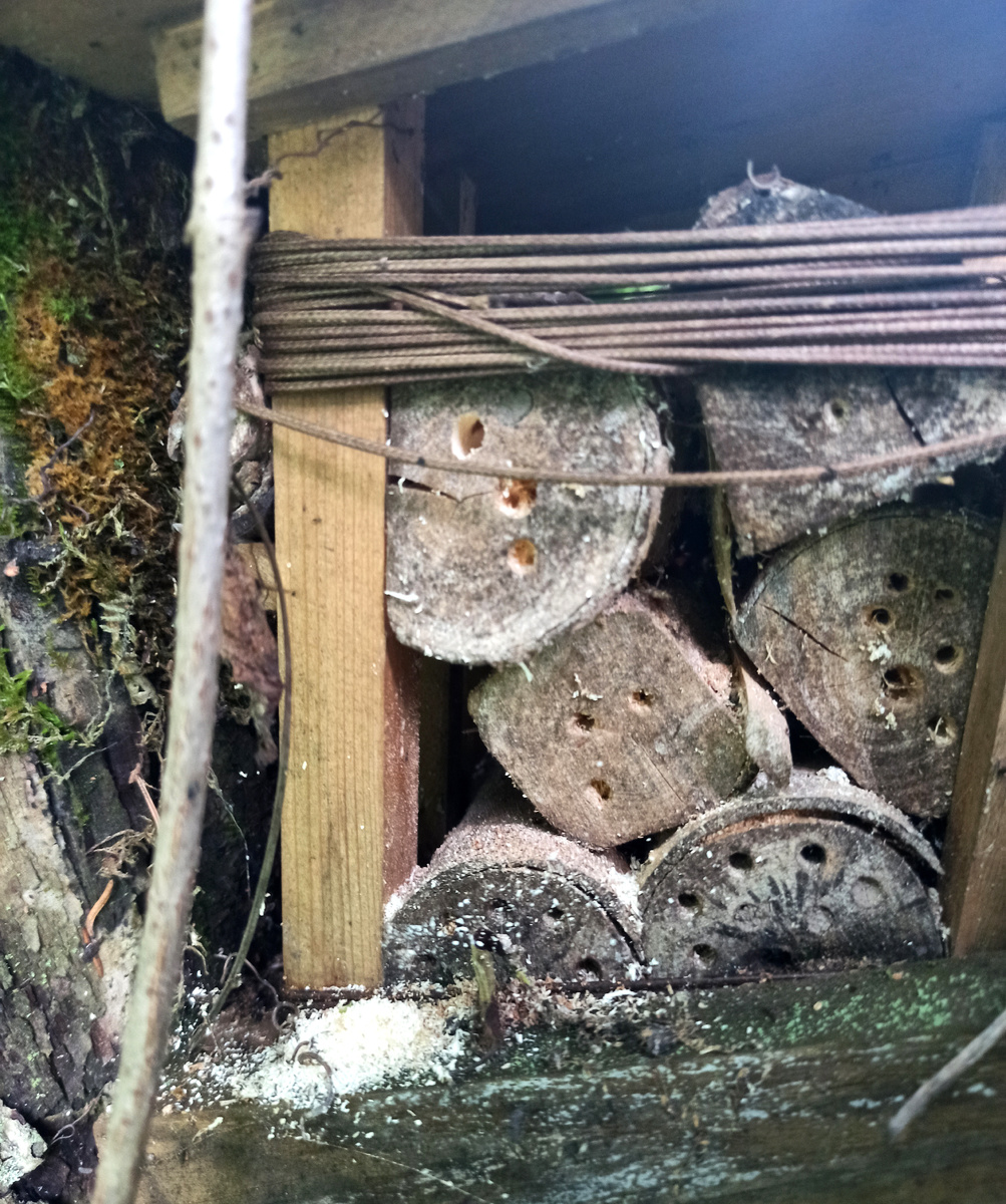 Тут видно как кто-то готовит норку к заселению (нагрыз опилок из верхнего отверстия), вверху чуть правее и справа внизу видны "запечатанные" норки-соты — насекомое отложило яйца, закрыло вход,  и там развиваются личинки пчел или ос.