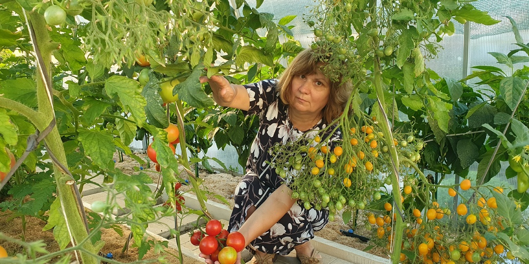 Что делать с томатами в августе 2025