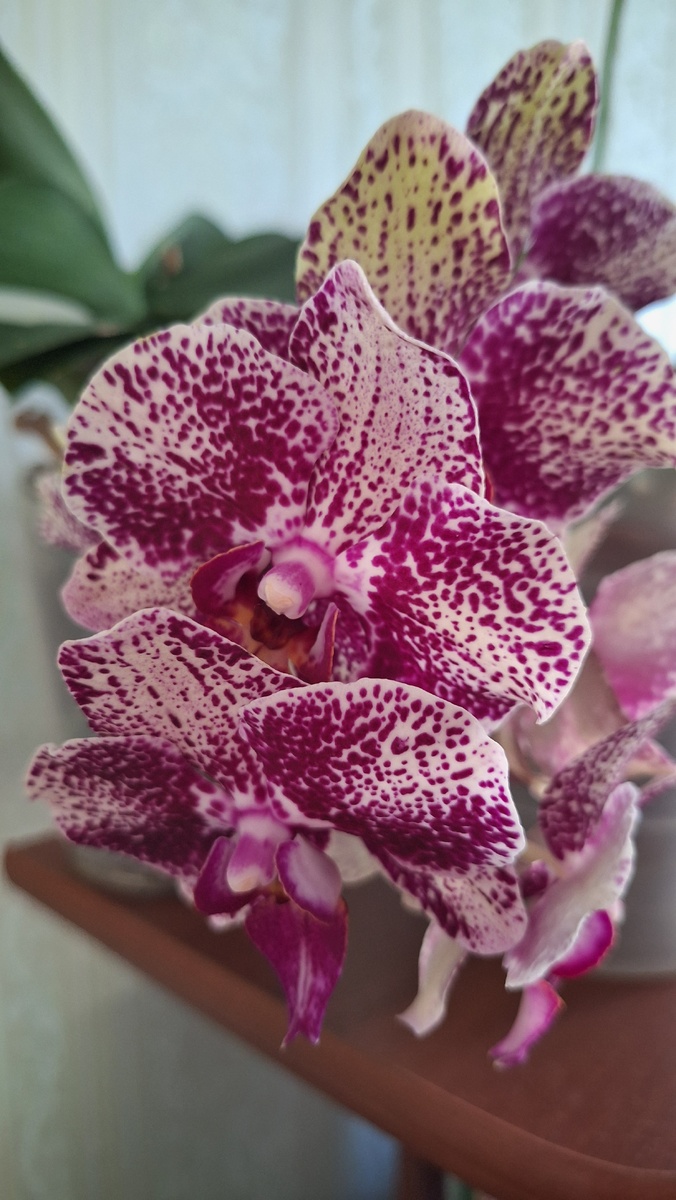 Интермеццо