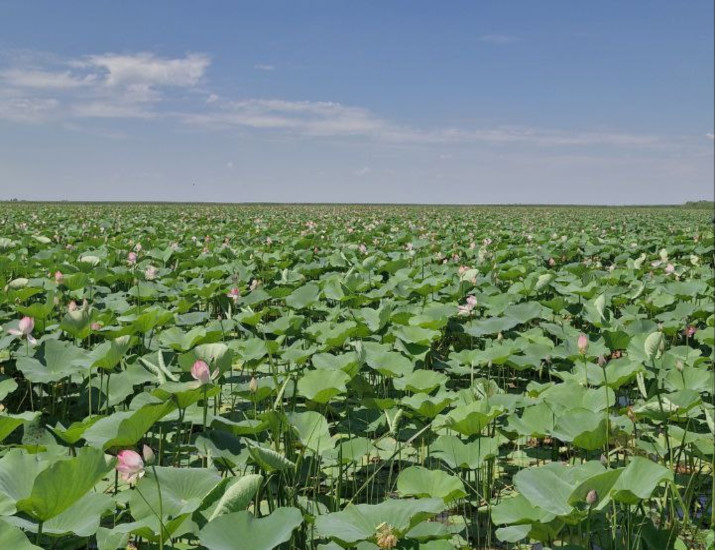 Лотосовые поля в Астраханской области 