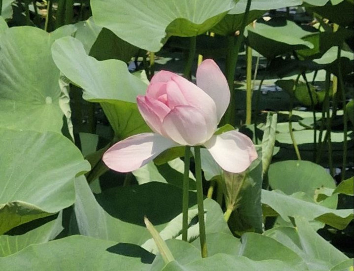 Лотосовые поля в Астраханской области 