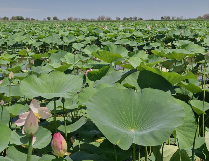 Лотосовые поля в Астраханской области 