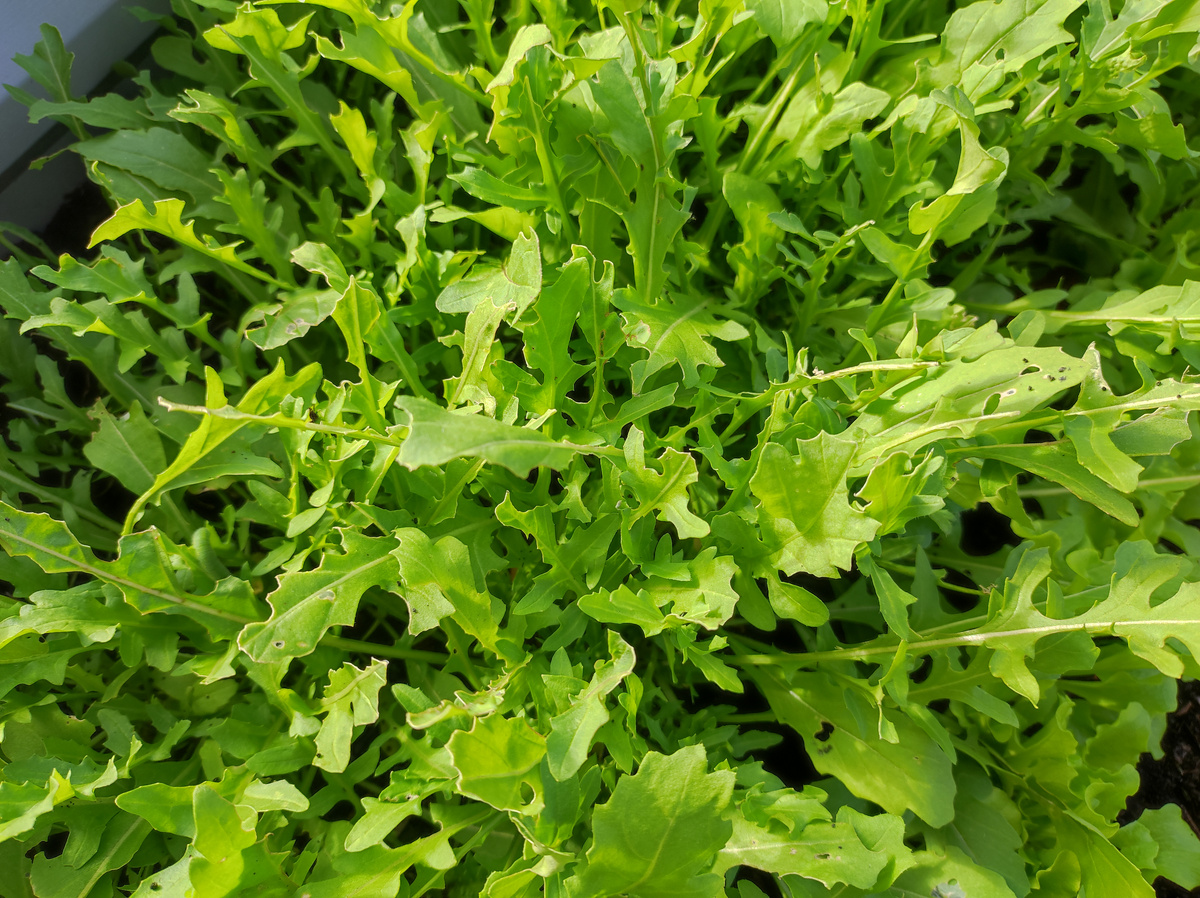 Фото автора, руккола, сентябрь 2024 года