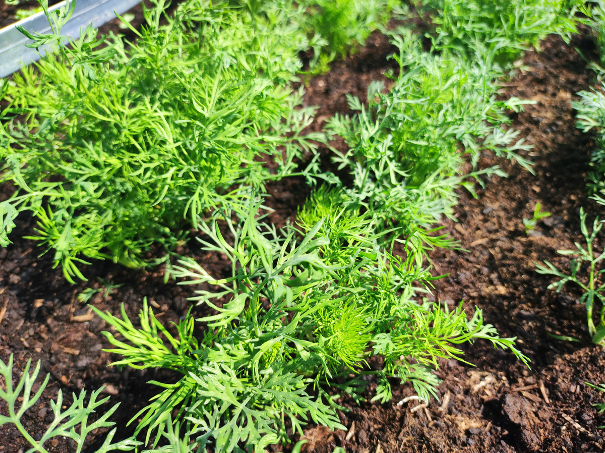 Фото автора, укроп, август 2024 года