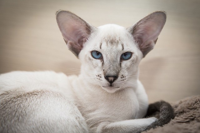 Сиамские кошки