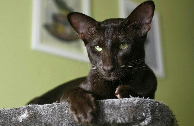 Ориентальные кошки