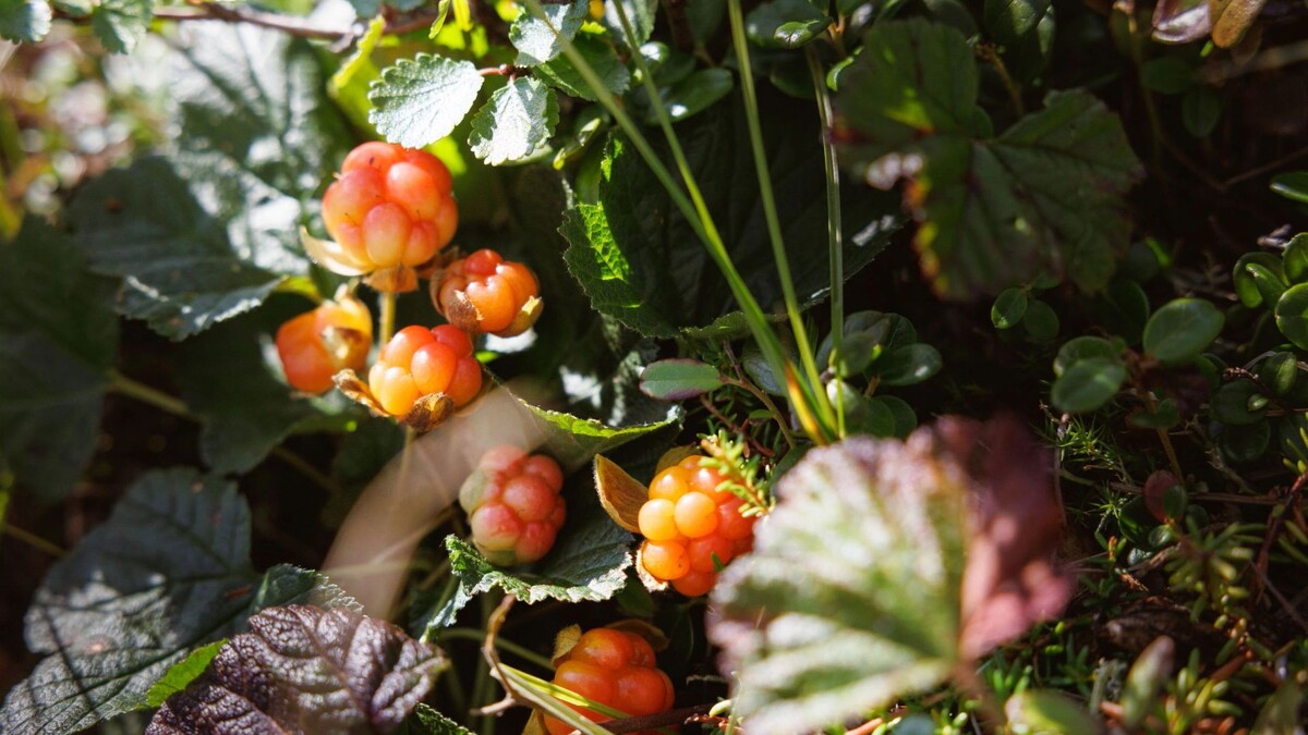    Фото: Юлия Чудинова/«Ямал-Медиа»