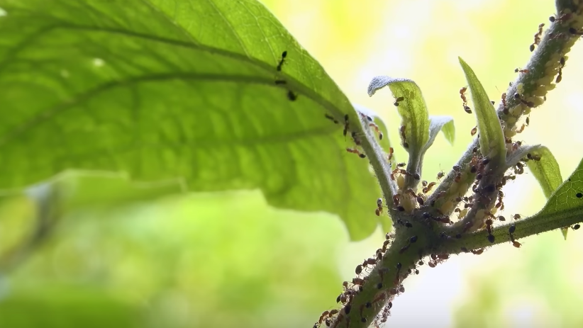 Через неделю муравьи спокойно ходят по обработанной соде