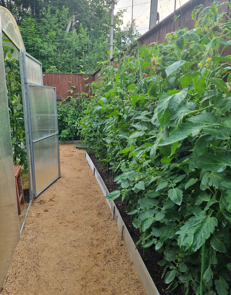 Грядки у забора, где росла фасоль в прошлом году. Фото автора. 