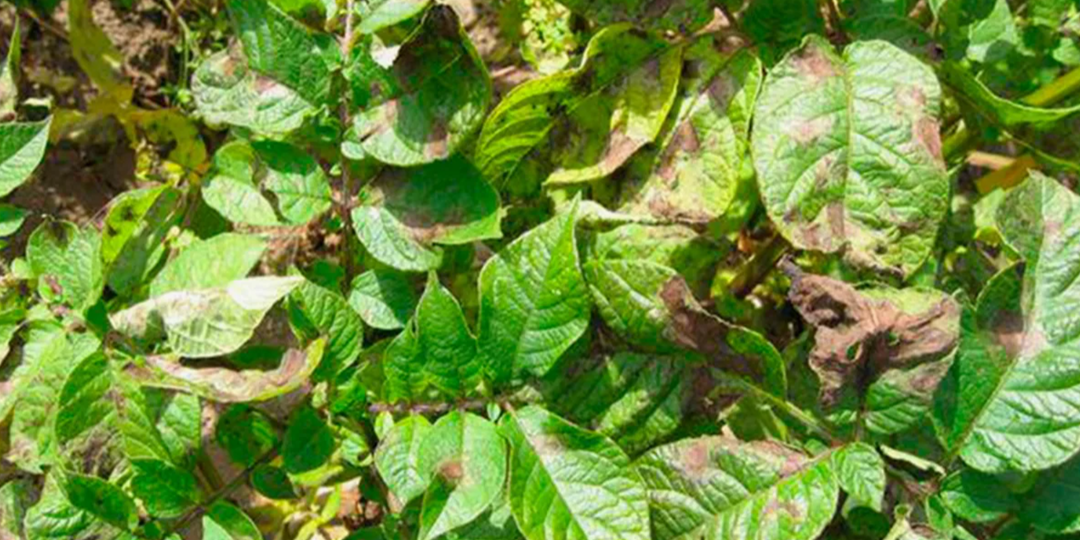 Фитофтора на картошке: 5 шагов, чтобы спасти урожай. Химия и народные методы для защиты картофеля от грибка