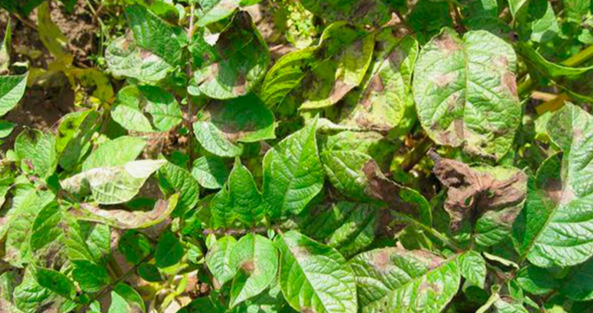 фитофтороз на ботве картофеля