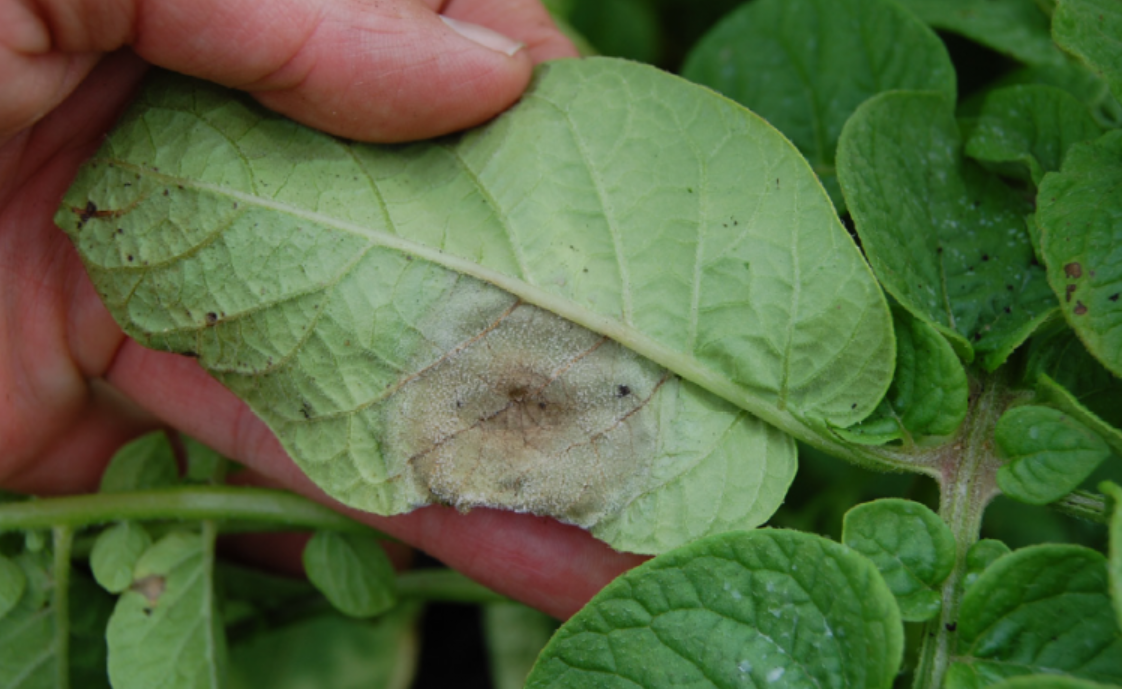 Белый налёт на нижней стороне листа