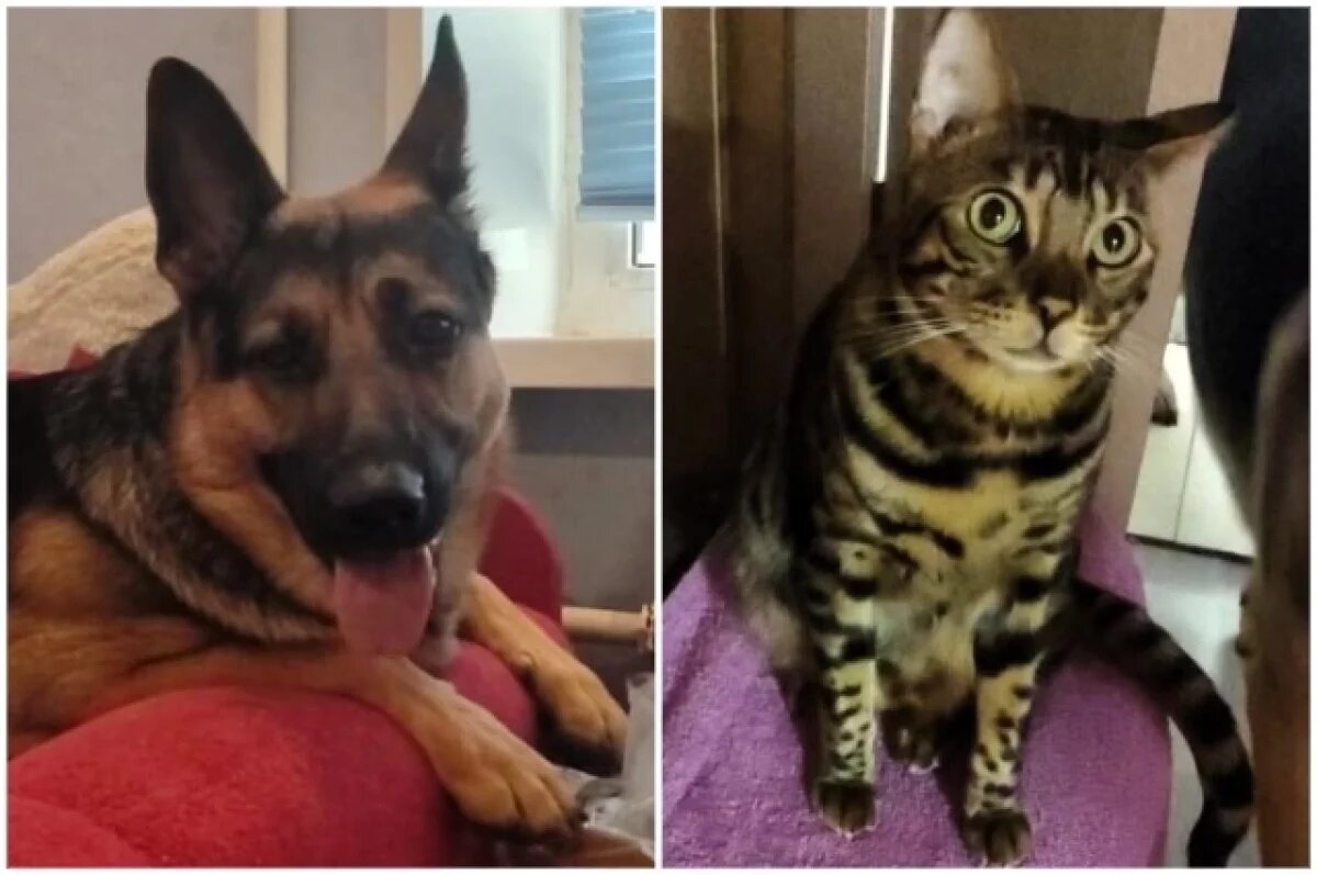    В Пермском крае пропали собака и кот при транспортировке в Москву