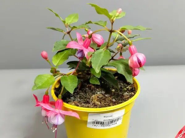   Домашний цветок фуксия — саженцы Вера Курилыч