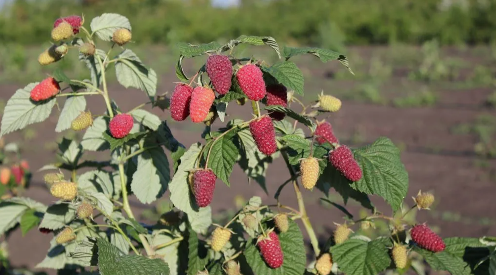 Малина — культура, требующая регулярного ухода
