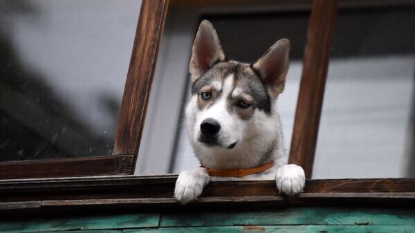    © Sputnik / Мария Амелина