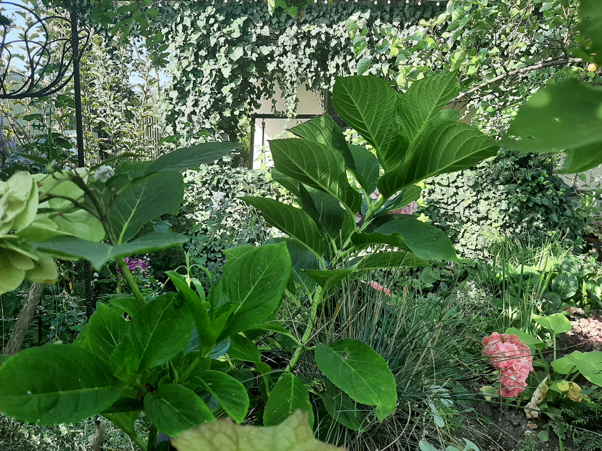 Найди лягушку!