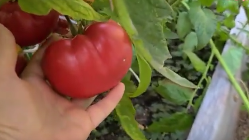 Так выглядят настоящие узбекские томаты - матовые, неидеальной формы, но невероятно вкусные