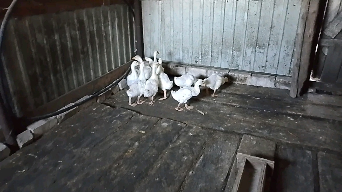 Купленные гусята