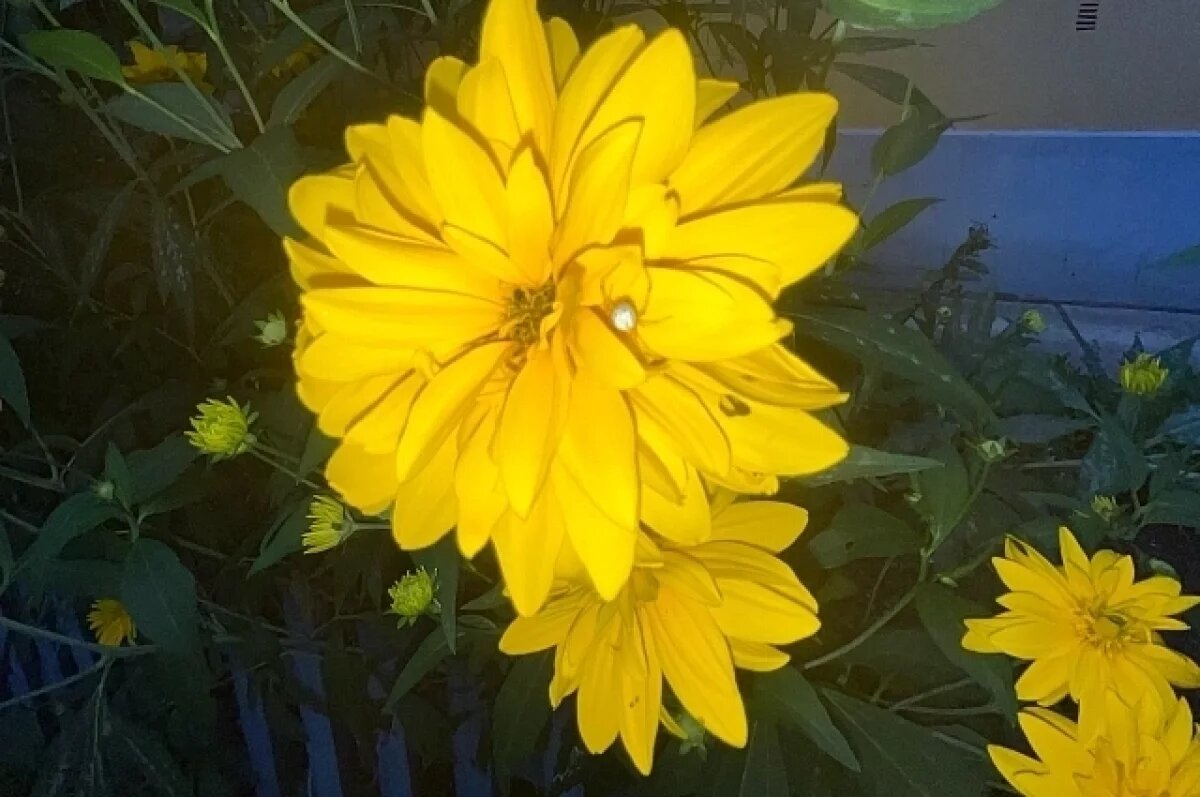    Тульские биологи рассказали про цветочного паука