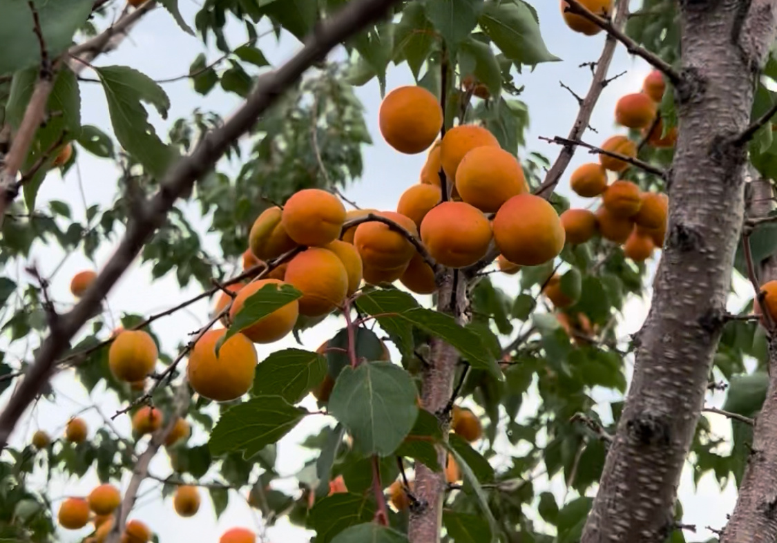 Абрикосы для варенья на зиму