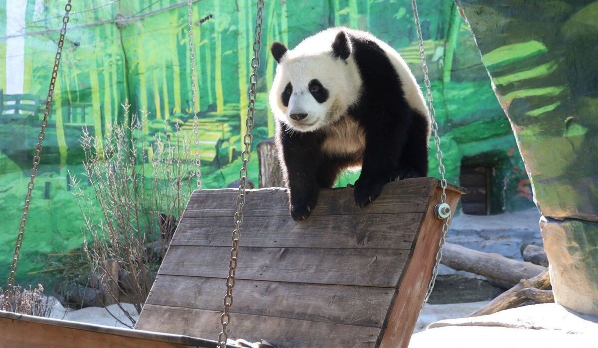     Панда в "Московском зоопарке". Источник: mos.ru Автор фото: Пресс-служба Мэра и Правительства Москвы