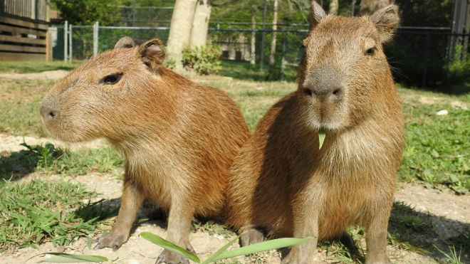 Фото: wishescards.ru