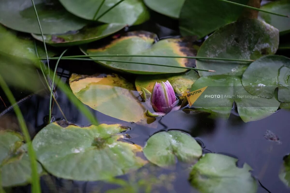 © Sputnik / Aram Nersesyan